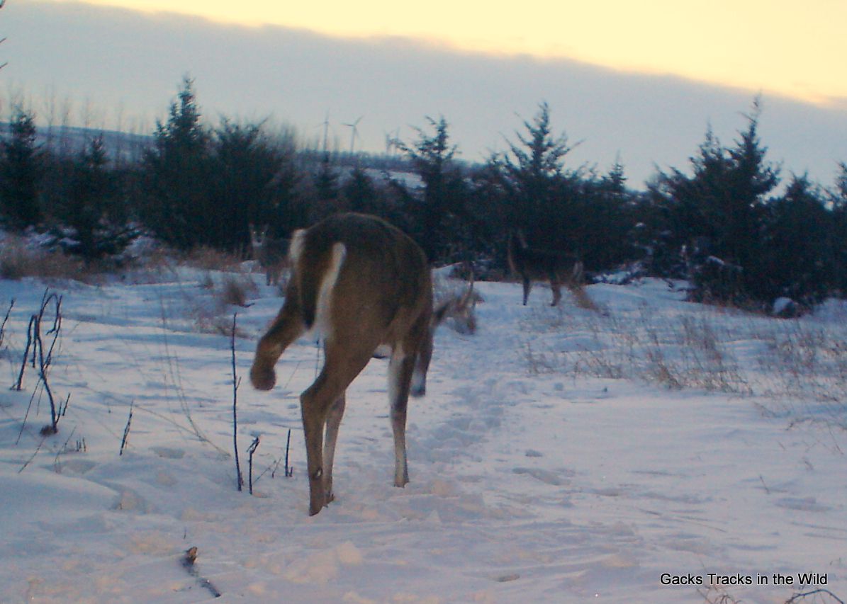 SW Minnesota Deer Trail Cam Pics 01-05-2014 | Duck Hunting Forum